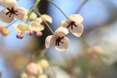 アケビ