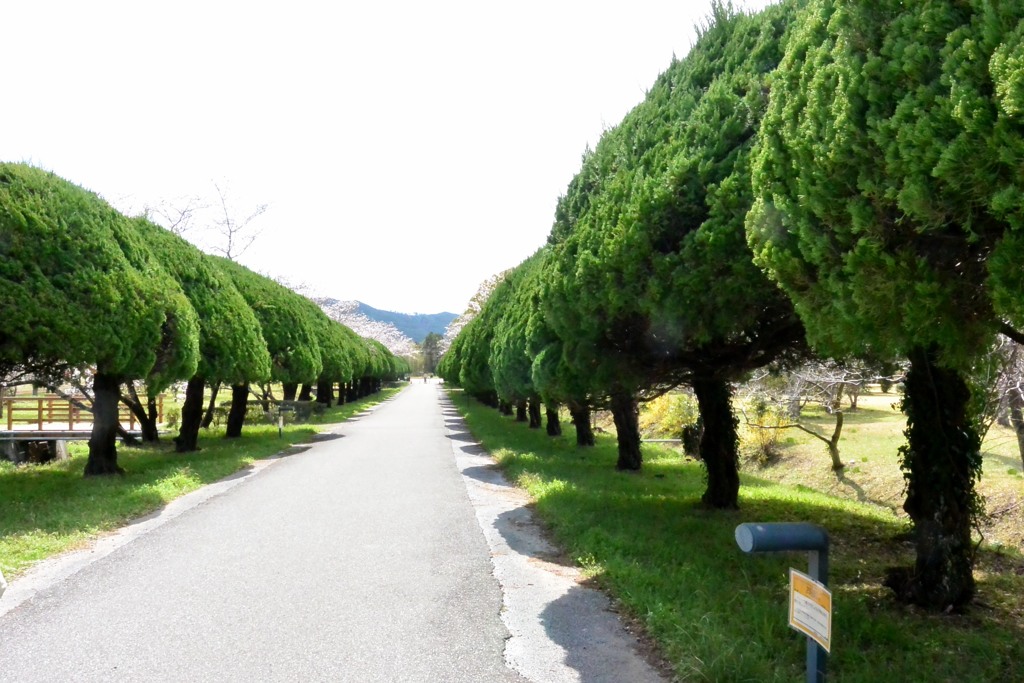 並木　鏡野公園