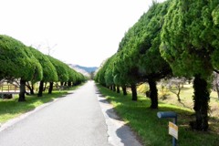 並木　鏡野公園
