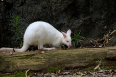 のいち動物公園