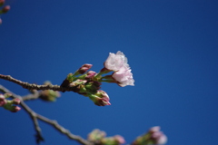 桜