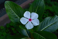 散歩中の　花
