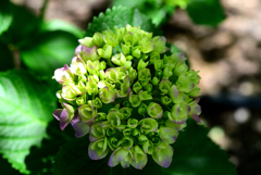 紫陽花