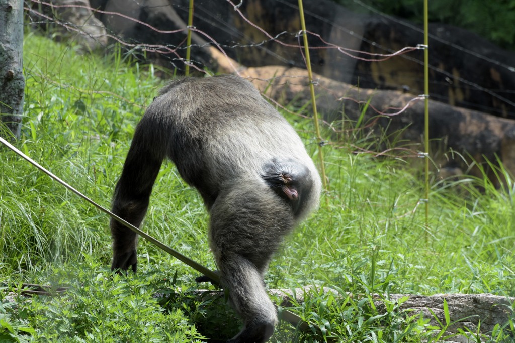 のいち動物公園