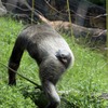 のいち動物公園