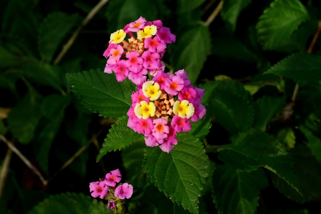 散歩中の　花