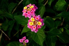 散歩中の　花