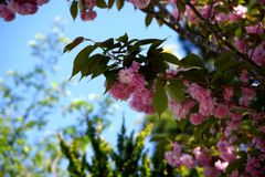人混みを避けて・・繁藤の桜