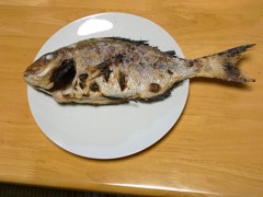 肴　真鯛の塩焼き