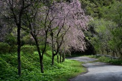枝垂れ桜