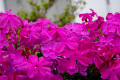 花　IMGP0908