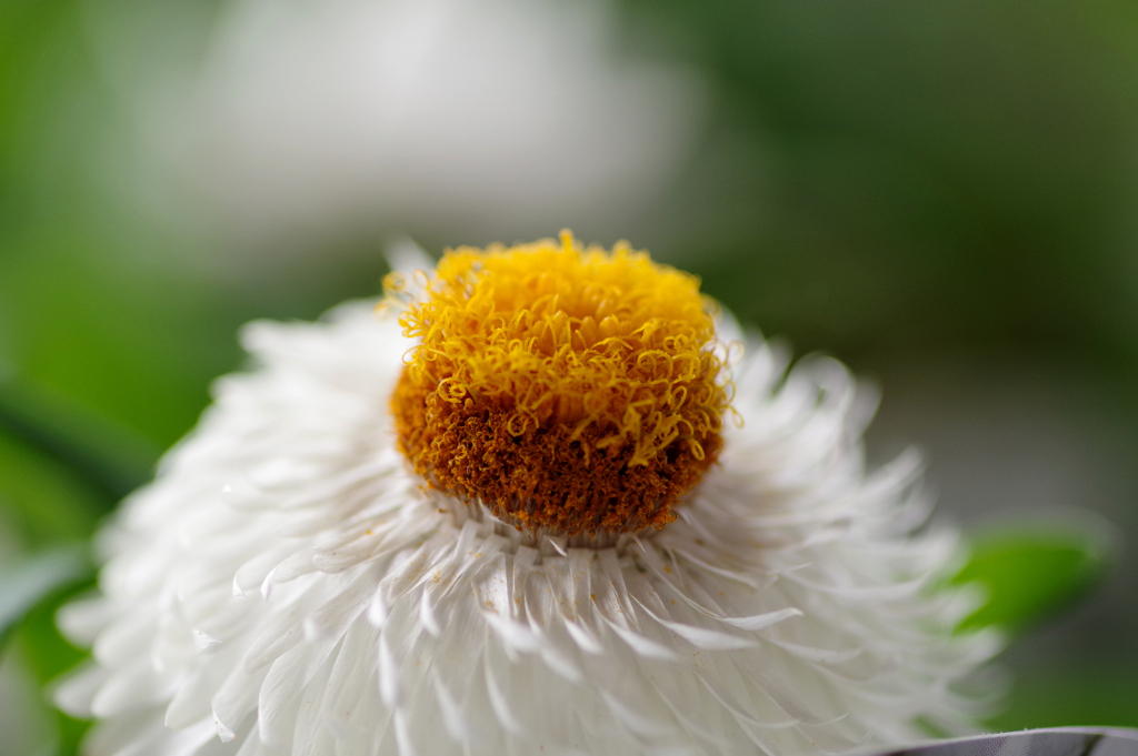 花　IMGP1170