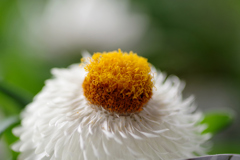 花　IMGP1170