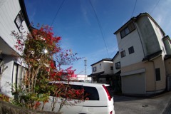 散歩中
