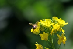 散歩中の　　花