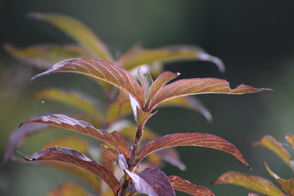 散歩中の　紅葉？