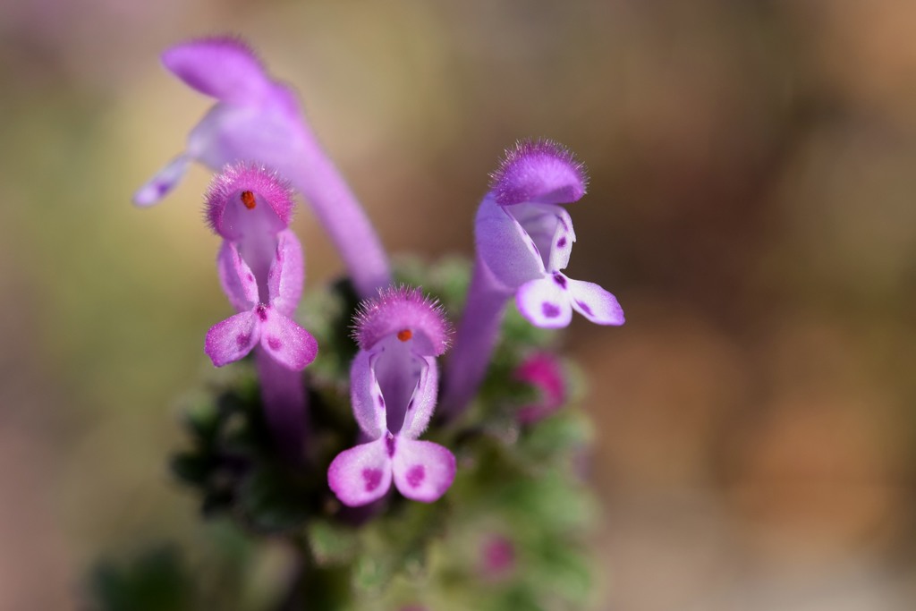 散歩中の　　花