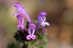散歩中の　　花