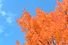 散歩中の