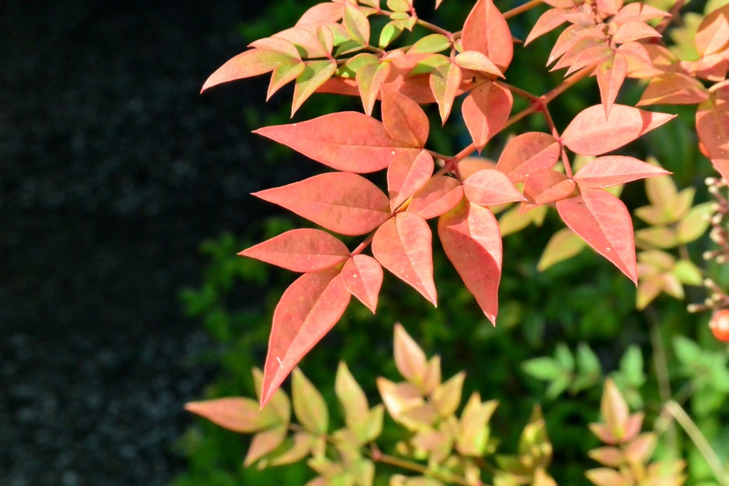 散歩中の　紅葉