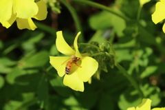 花と蜂