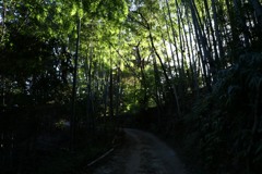散歩中の　山道