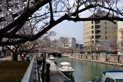 堀川の桜