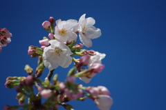 桜
