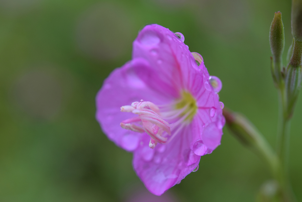 雨に濡れ　DSC_0161