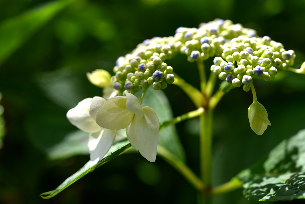 紫陽花