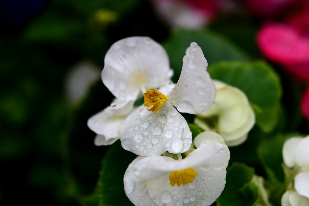 花　DSC_1578