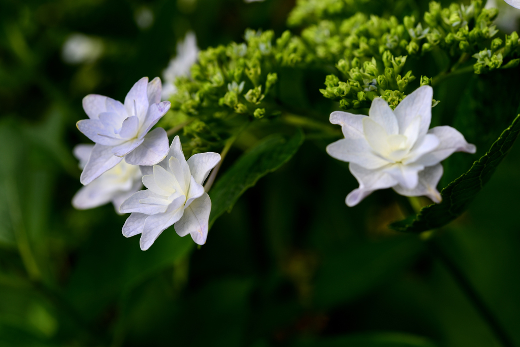 紫陽花