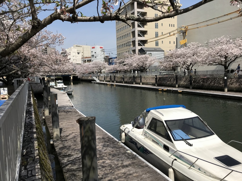 堀川の桜　