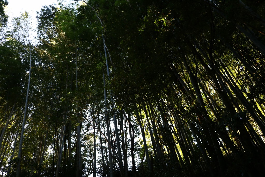 散歩中の　山道
