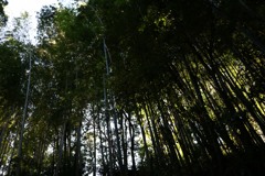 散歩中の　山道