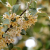 花　IMG_3128