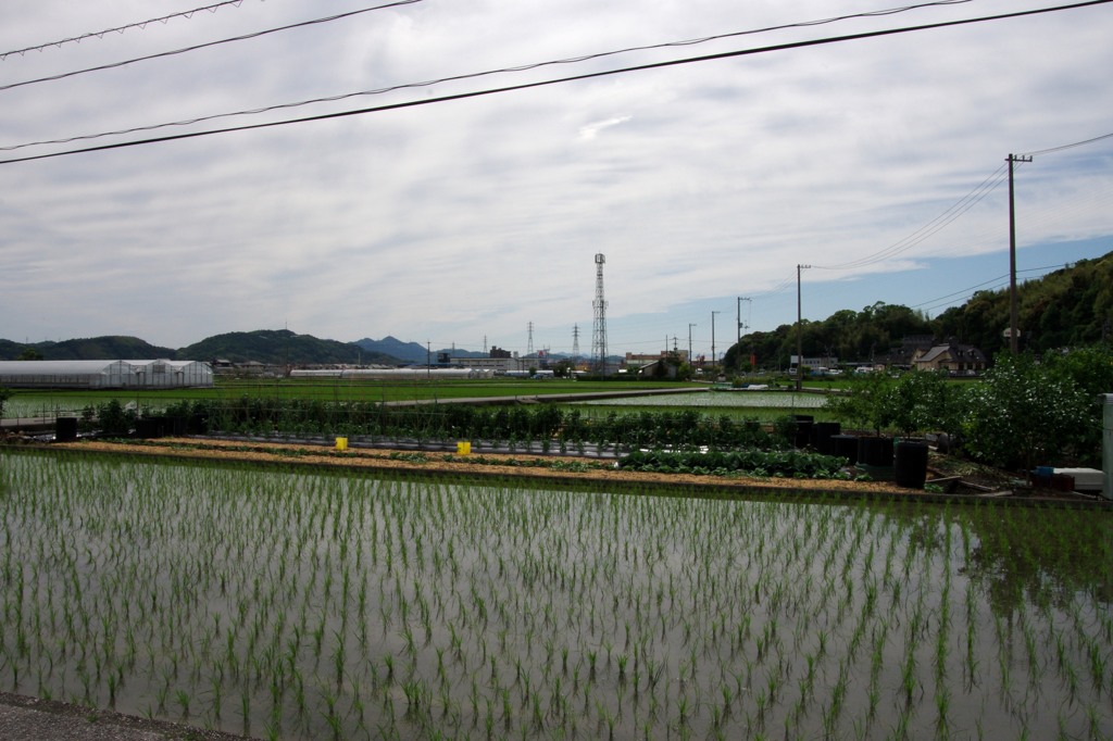 散歩中の