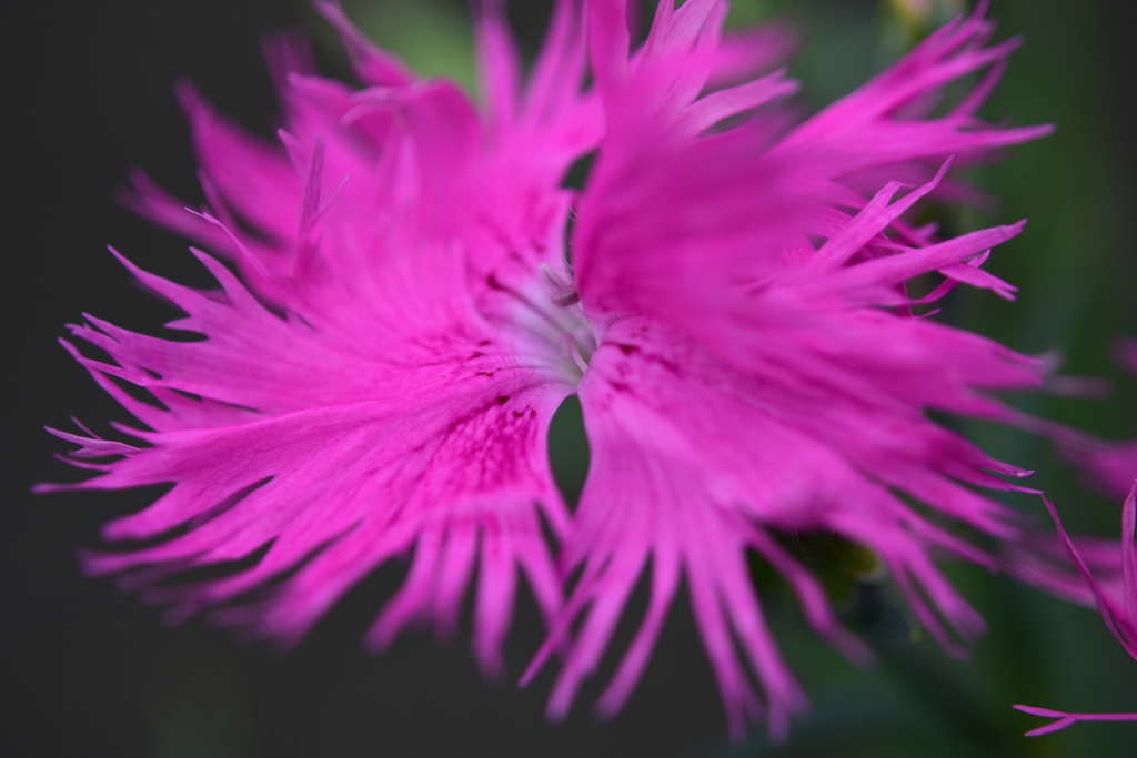 花　DSC_1589