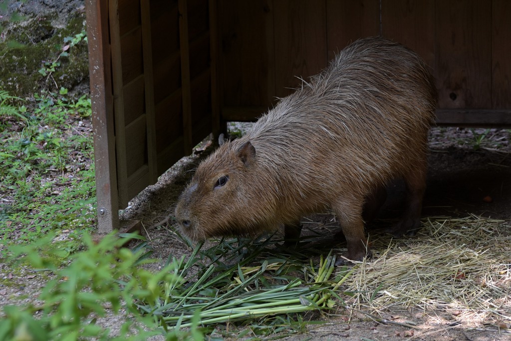 のいち動物公園