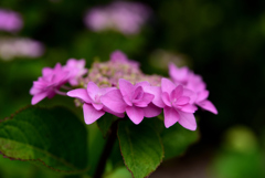 紫陽花