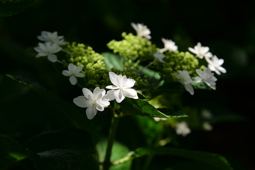 紫陽花