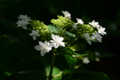 紫陽花