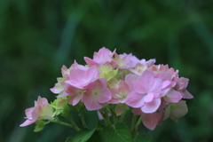 花　IMG_3168
