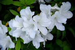 花 IMGP0916