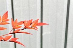 散歩中の　紅葉