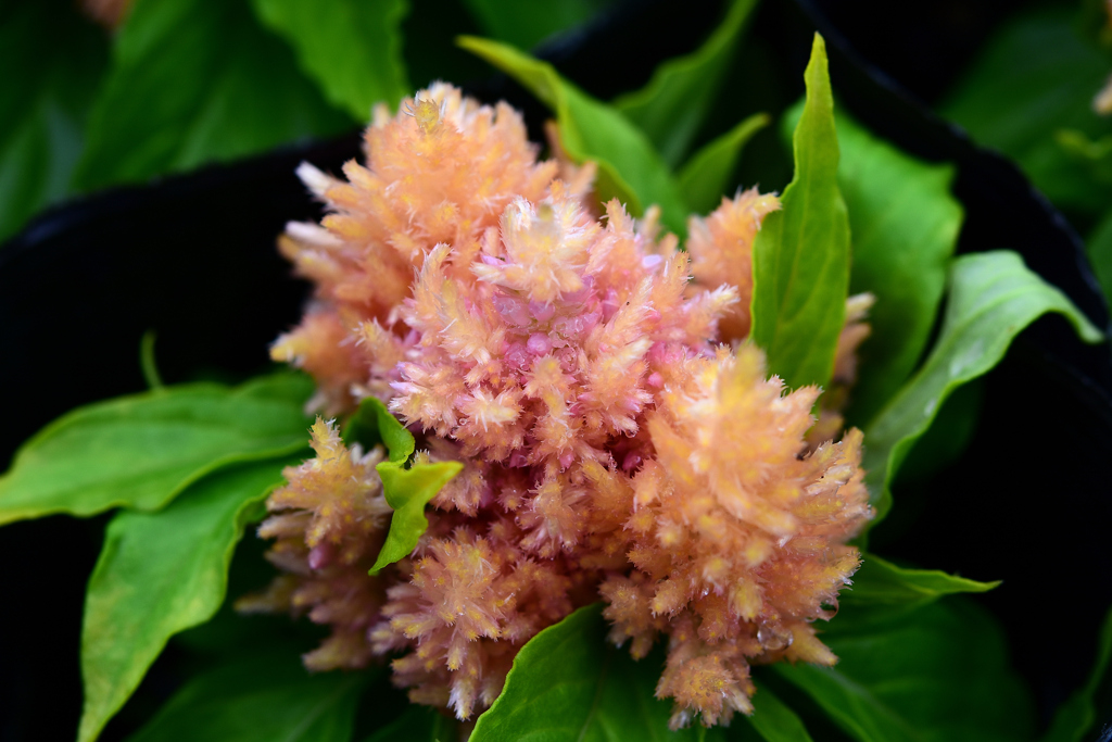 花　DSC_1569