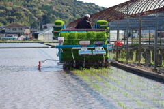 田植え