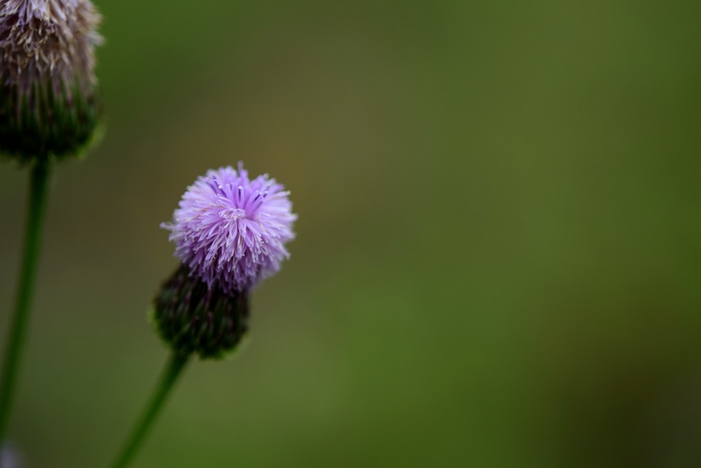 花？
