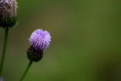花？