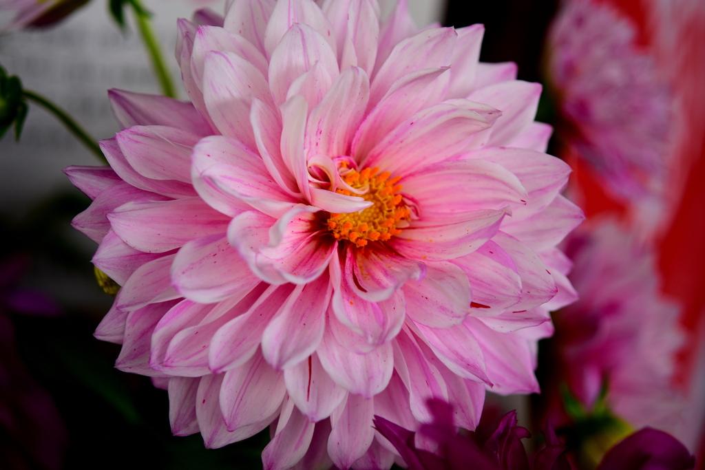 花　DSC_1613